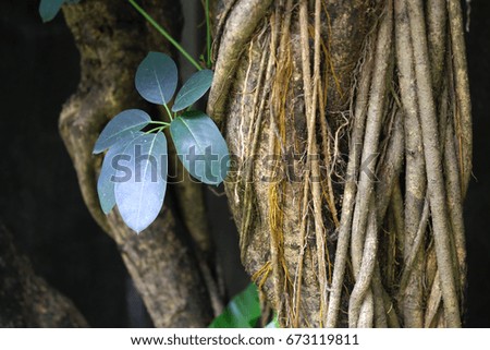 root and trunk of the tree with the leaves