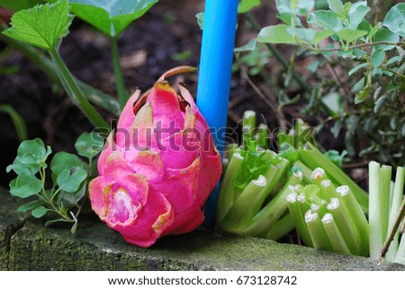 background fruit and vegetable on floor, Dragon fruit and Bitter bean (Parkia speciosa, Twisted cluster bean, Stink bean) prepare for planting