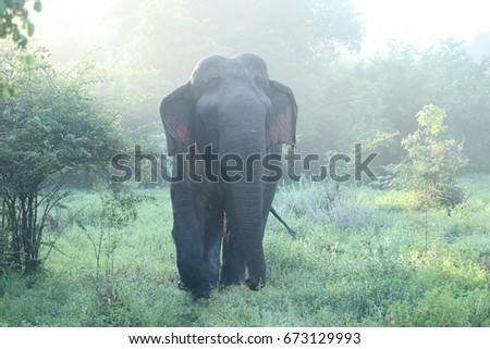 wild elephant in sri lanka