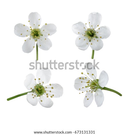 set of flowers of cherry isolated