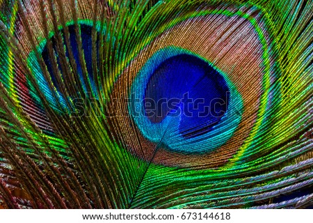 Peacock feather texture background Royalty-Free Stock Photo #673144618