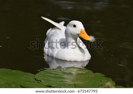 Swimming white ducks
