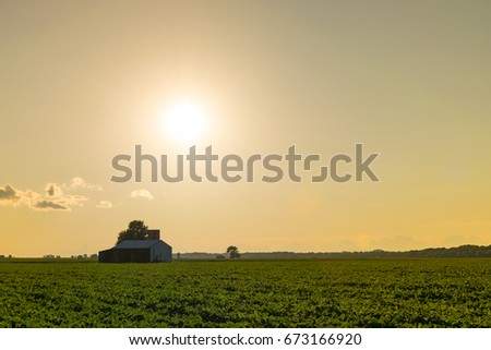 Soybean Field in the Evening
 Royalty-Free Stock Photo #673166920