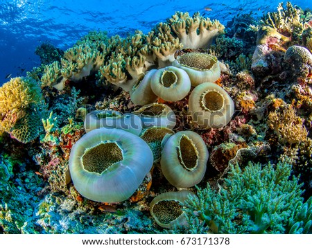 Corals Underwater photography 