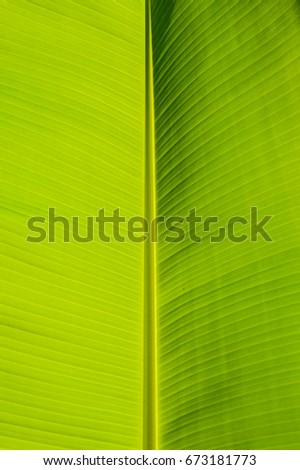 Striped of natural leaf of banana palm tree, abstract green foliage texture from nature background