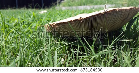 Mushroom huge in grass