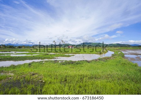 View of green paddy field with mount at background