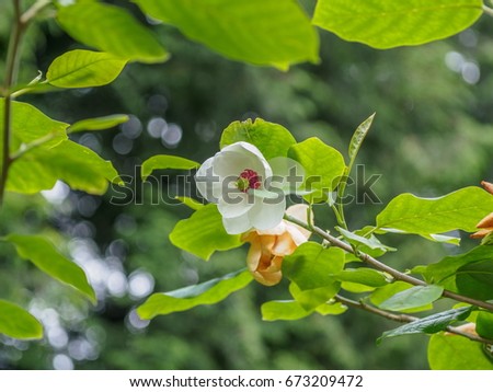 Japanese Magnolia in Blossom
