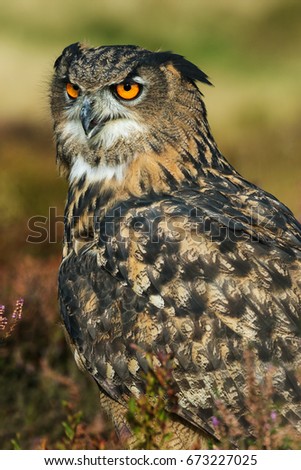 Eagle owl calling. A lovely Eurasian eagle owl calls from its moorland perch.