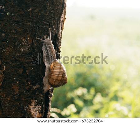Snail on a tree in a beautiful sunny day. For natural magazine