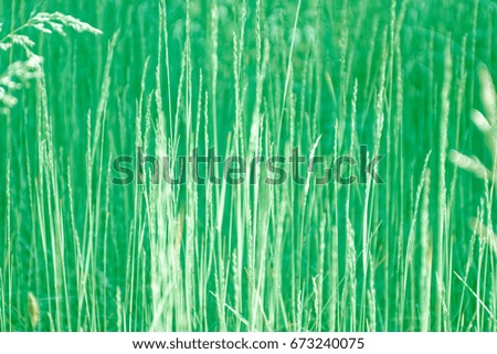 Spring or summer abstract nature background with grass in meadow 