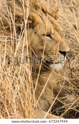 Male Lion in Ngorongoro Crater resting in the grass during the heat of the day. Vertical profile shot.
