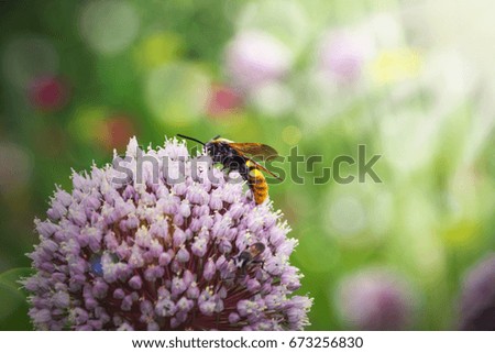 Bee on flower collecting honey in the summer, in the spring. Artistic image
