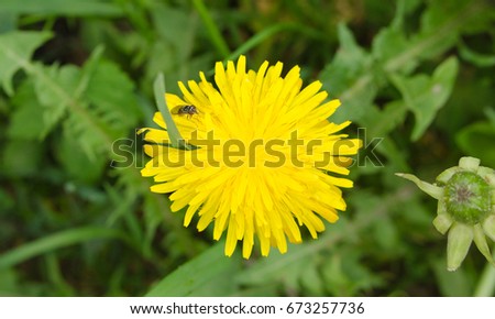 Dandelion flower with bug inside. Green bakcground