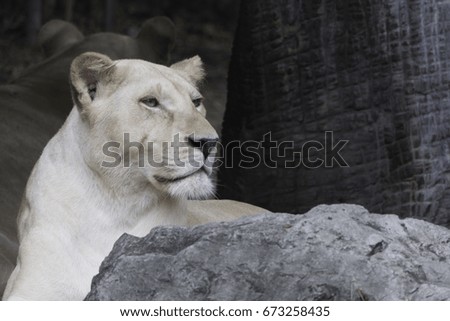 Close up picture of big white lion