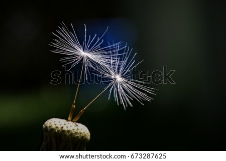 Two dandelion parachute seeds close up