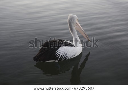 Pelican on water poster,grunge,word,message,red,health,tag,music,love,up,drawing,texture,icon,graphic,hand,symbol,black,white,concept,illustration,sign,vector,design,background, beauty,animal 