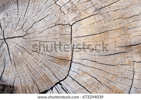 Detail old tree rings pattern. Wood texture background