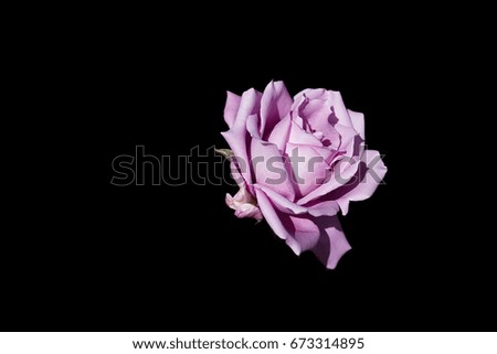 Macro picture of a purple rose at the botanical garden in Wellington, New Zealand, December 2016