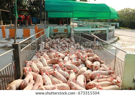 weaning pigs are being sold to feed pigs