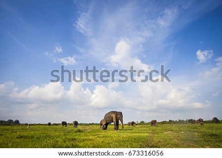 Elephant in its habitat in Way Kambas National Park, Lampung, Indonesia Royalty-Free Stock Photo #673316056