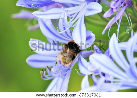 bee on flower Blue, African Lily with wasp bee collecting pollen summer spring stock, photo, photograph, image, picture, 