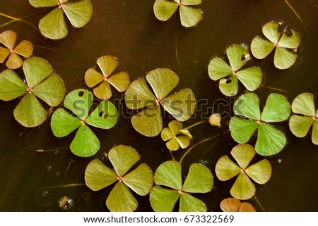 Marsilea crenata;It is a local vegetable with good taste. As a blessing, healing. And weeds in rice fields. A creeping plant with a unique leaf pattern. Can be used to design artistic patterns. 
