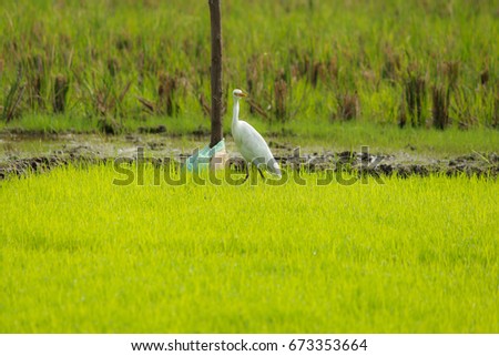 Great White Egret Bird - Nature