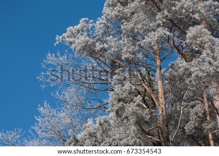 Bright winter color scene of trees and hoar frost taken in Austria on a sunny day with a blue sky