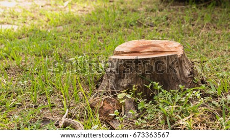 Stump on green grass in the garden. Old tree stump in the summer park. Royalty-Free Stock Photo #673363567