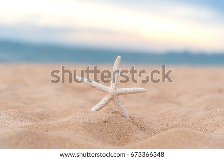 Closeup starfish in the sunset on the beach.  Summer Concept