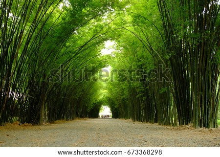 walking through the tunnel of bamboo tree. Amazing thailand 