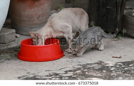 Cat and kitten are eating Thai food.