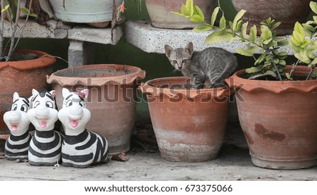 Kittens are playing clay in a pot.