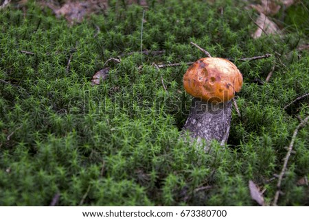 Leccinum, mushroom with orange hat