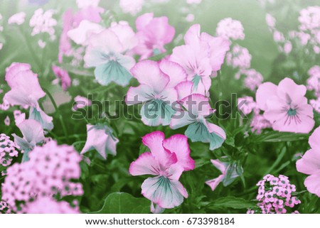 Bright colorful pansy flowers on a background of the summer landscape.