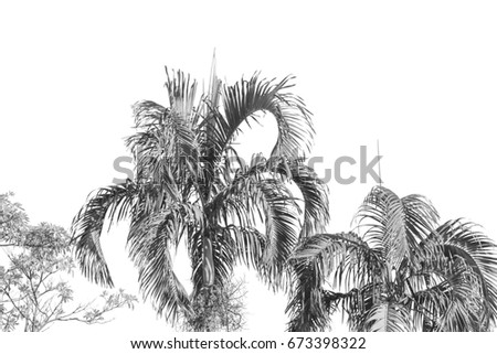 black and white palm trees in the park.