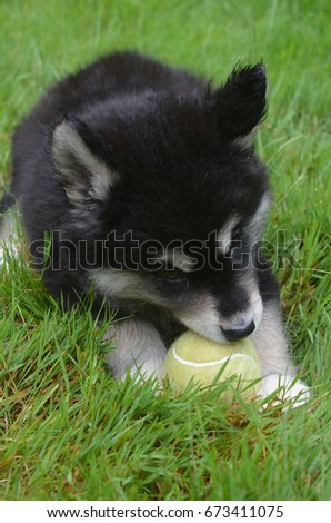 Sweet alusky puppy dog chewing on a yellow tennis ball in grass.