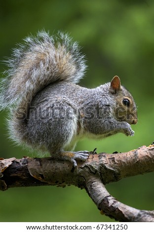 Tree squirrel that is out on a tree limb on grass