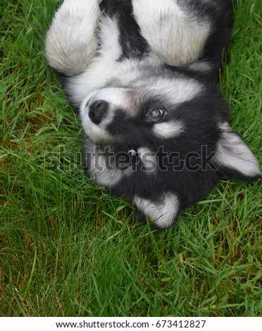 Adorable husky puppy rolling around on his back.