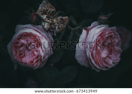two pink flowers of rose bush. dark gothic background