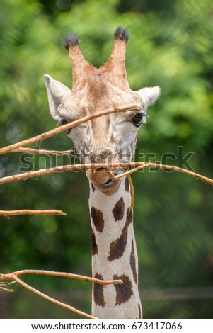 close up of a giraffe side face eating tree sticks.