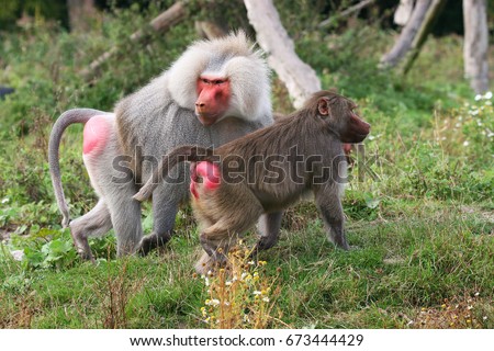 couple of hamadryas baboon, Papio hamadryas, walking away