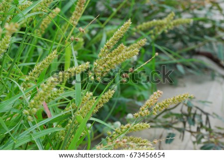 Pennisetum pedicellatum, Polystachyon desho grass, desho
(The Feather Pennisetum, The Mission Grass, Communist grass (fierce grass). Scentless. Cereals which an important food source for livestock.