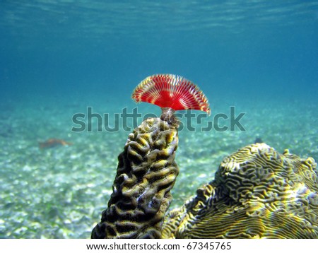 Split-crown feather duster worm on coral with blue water in background, archipelago of Bocas del Toro, Panama, Caribbean sea