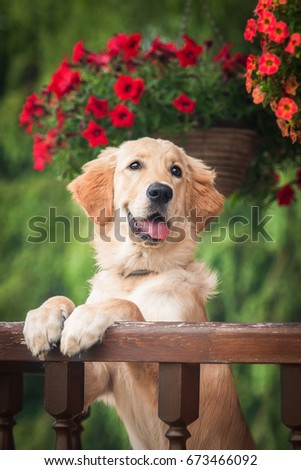 Golden retriever puppy sitting in the garden with flowers