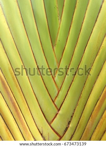 Texture palm for background
