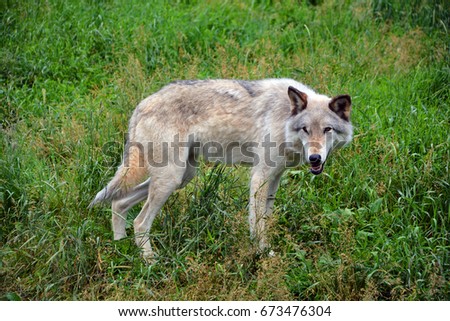 Gray wolf or grey wolf Canis lupus, also timber or western wolf is a canine native to the wilderness and remote areas of Eurasia and North America. It is the largest extant member of its family