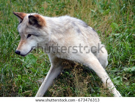 Gray wolf or grey wolf Canis lupus, also timber or western wolf is a canine native to the wilderness and remote areas of Eurasia and North America. It is the largest extant member of its family