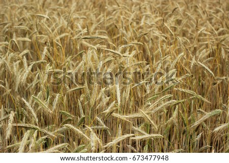 Bread field.